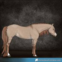 Horse Color:Liver Red Dun Sabino Rabicano 