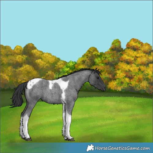 Horse Color:Blue Roan Tobiano 
