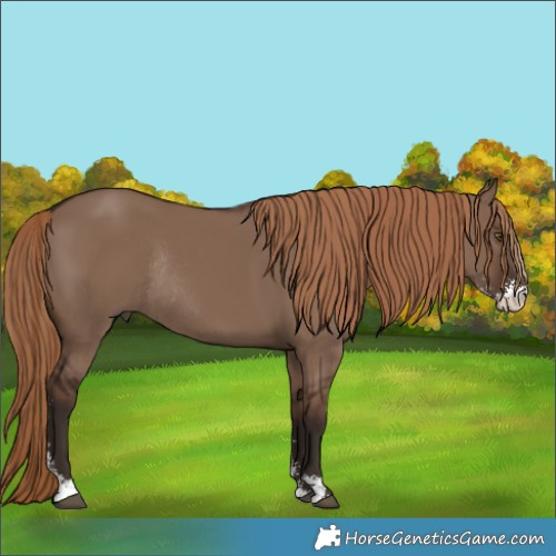 Horse Color:Liver Red Dun Sabino Rabicano 