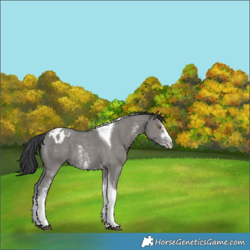 Horse Color:Grullo Sabino Tobiano Appaloosa 
