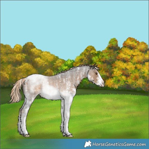 Horse Color:Chocolate Palomino Roan Sabino Appaloosa