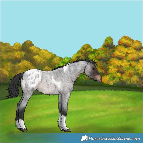 Horse Color:Brown Roan Tobiano Appaloosa 