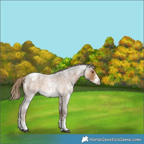 Horse Color:Chocolate Palomino Roan Sabino Varnish 