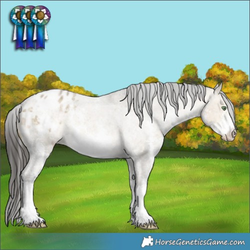 Horse Color:Buckskin Roan Dun Sabino Appaloosa 