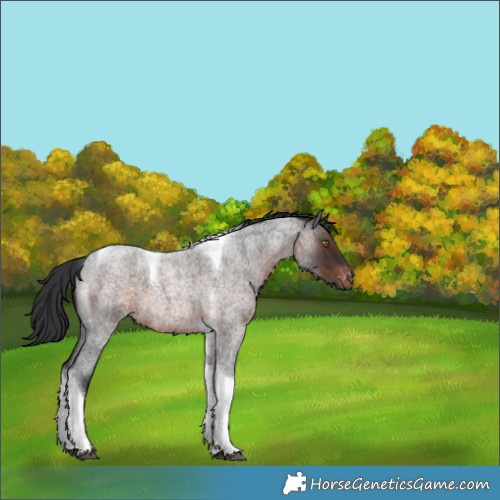 Horse Color:Brown Roan Tobiano Appaloosa 