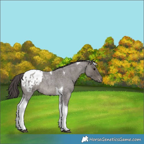 Horse Color:Smoky Grullo Roan Tobiano Appaloosa 