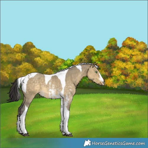 Horse Color:Buckskin Dun Sabino Tobiano 