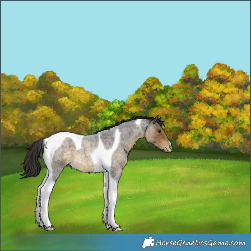 Horse Color:Buckskin Roan Tobiano Appaloosa 