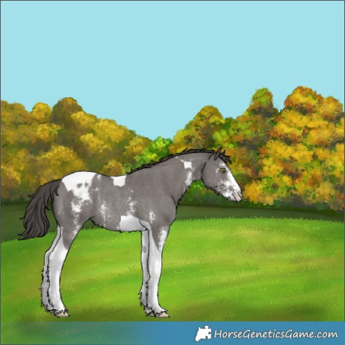 Horse Color:Smoky Grullo Sabino Tobiano Appaloosa Rabicano 