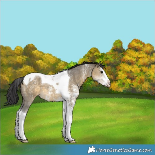 Horse Color:Buckskin Dun Sabino Tobiano Appaloosa 