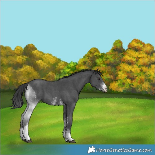 Horse Color:Black Sabino Tobiano Varnish 