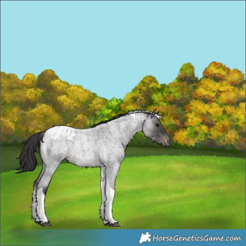 Horse Color:Smoky Blue Roan Tobiano Blanket 