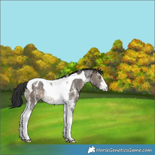 Horse Color:Brown Dun Sabino Tobiano Appaloosa 