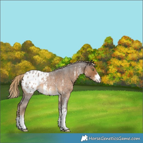 Horse Color:Chocolate Palomino Roan Sabino Blanket Rabicano 