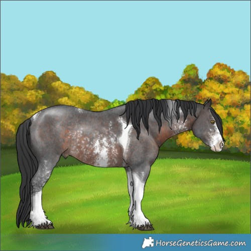 Horse Color:Brown Sabino Tobiano Rabicano 