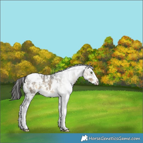 Horse Color:Buckskin Sabino Appaloosa 