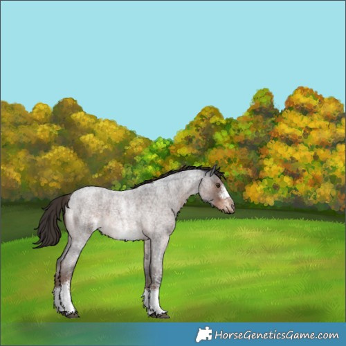 Horse Color:Liver Red Roan Sabino 