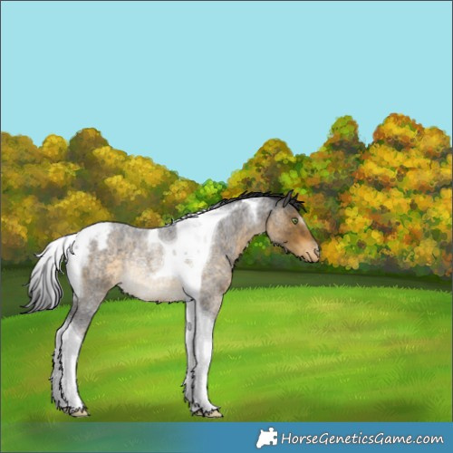Horse Color:Buckskin Roan Tobiano Blanket Rabicano 