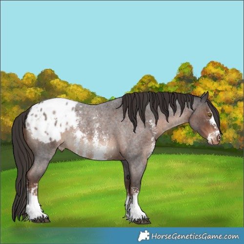 Horse Color:Liver Red Roan Sabino Appaloosa 
