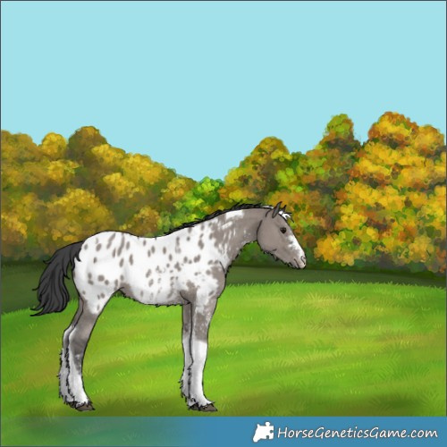 Horse Color:Grullo Sabino Tobiano Appaloosa 