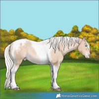 Horse Color:Silver Perlino Tobiano Appaloosa 