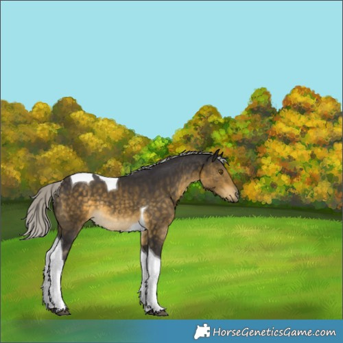 Horse Color:Silver Buckskin Tobiano 