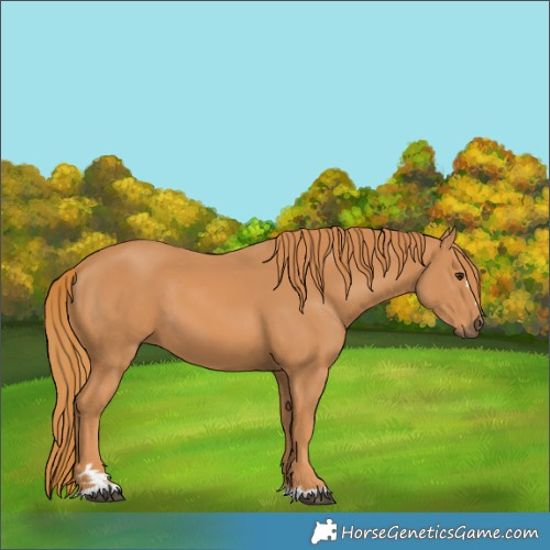 Horse Color:Chestnut 