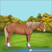 Horse Color:Chestnut 