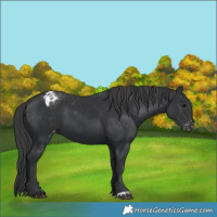 Horse Color:Black Appaloosa 