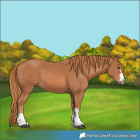 Horse Color:Chestnut 
