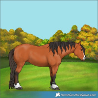 Horse Color:Bay 