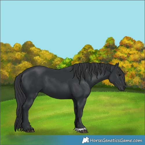Horse Color:Black 