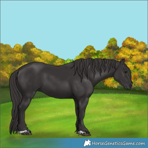 Horse Color:Smoky Black