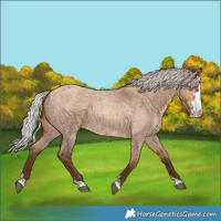 Horse Color:Silver Bay Roan Dun Sabino Rabicano