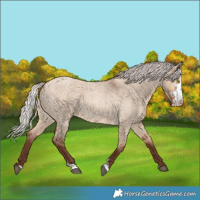 Horse Color:Silver Bay Roan Dun Sabino Rabicano