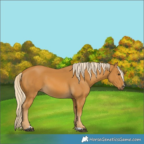 Horse Color:Palomino 