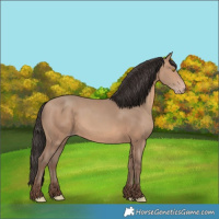 Horse Color:Sable Champagne