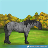 Horse Color:Blue Roan 