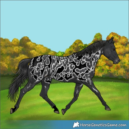 Horse Color:Black Appaloosa Rabicano 