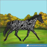Horse Color:Black Near Leopard Rabicano 