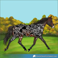 Horse Color:Brown Splash Near Leopard 