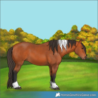 Horse Color:Bay Tobiano