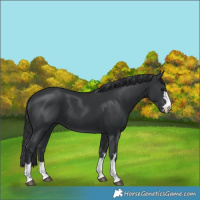 Horse Color:Black 