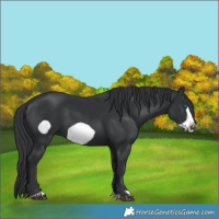 Horse Color:Black Frame 