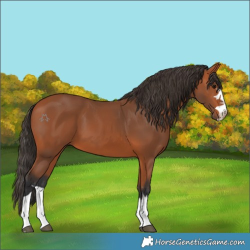 Horse Color:Bay 