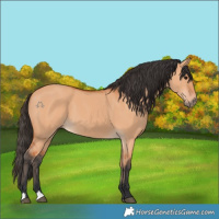 Horse Color:Bay Dun