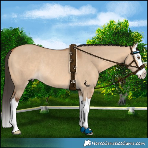 Horse Color:Bay Dun Splash Rabicano