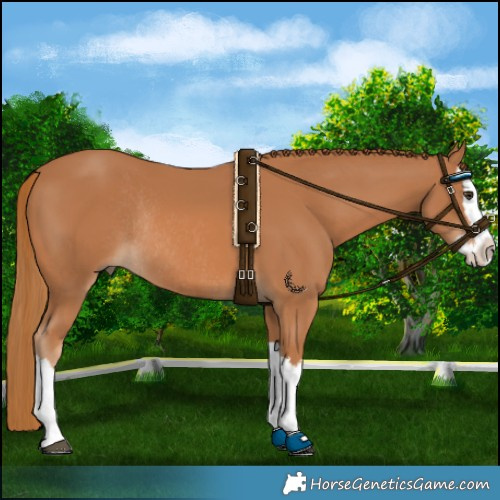 Horse Color:Chestnut Splash Rabicano