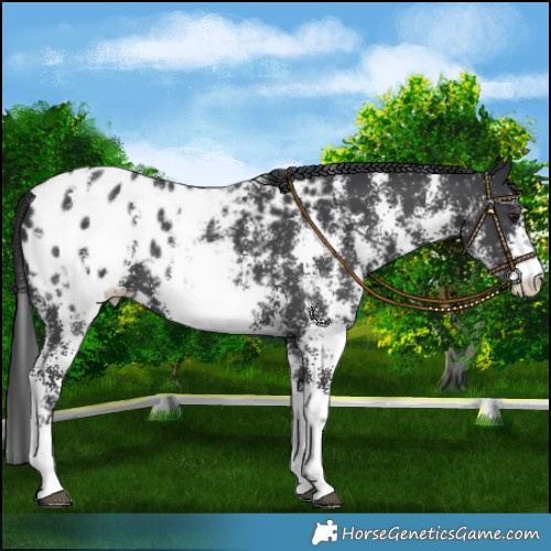 Horse Color:Black Sabino Blanket 