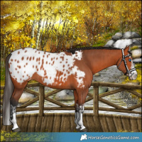 Horse Color:Bay Splash Appaloosa and Bay Appaloosa